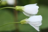 Cardamine dentata. Цветки. Кострома, пойма р. Солоница. 30.05.2014.