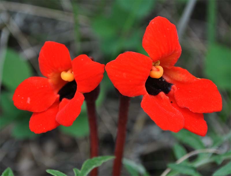 Image of Phelypaea coccinea specimen.