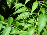 Phellodendron amurense