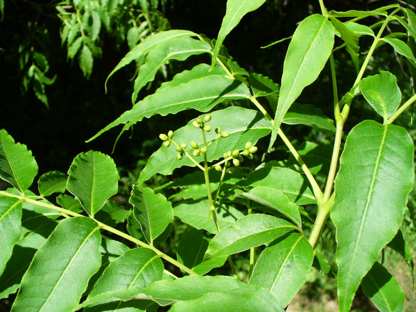 Image of Phellodendron amurense specimen.