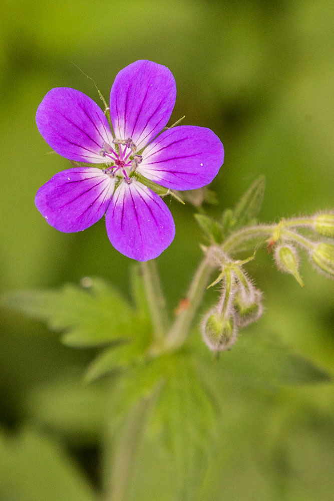 Image of Geranium sylvaticum specimen.