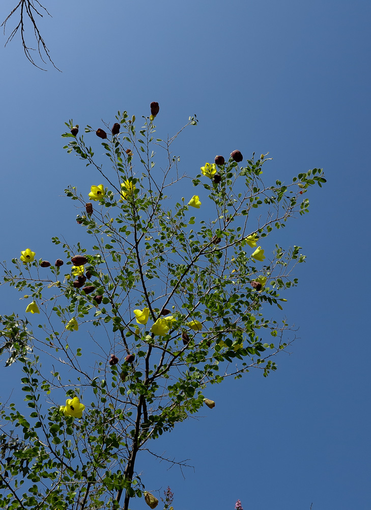 Image of Bauhinia tomentosa specimen.