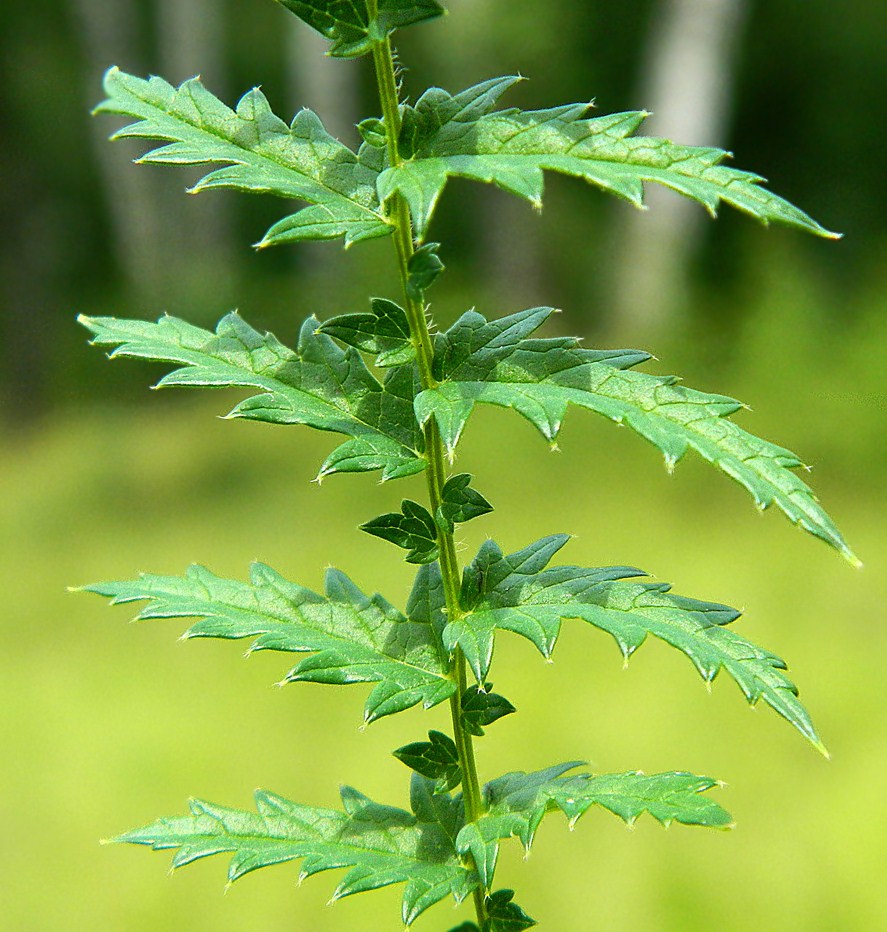 Image of Filipendula vulgaris specimen.