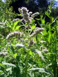 Mentha longifolia