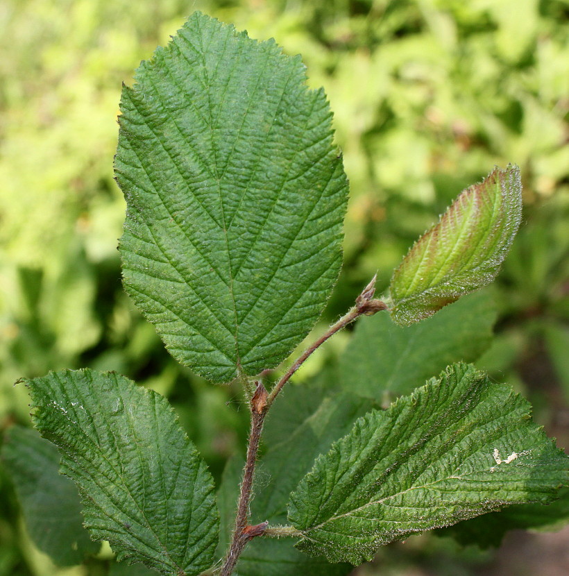 Image of Corylus californica specimen.