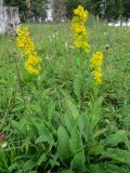 Solidago virgaurea ssp. dahurica