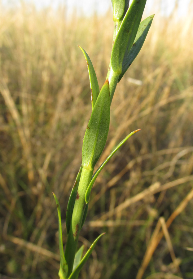 Image of Linaria syspirensis specimen.