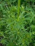 Galium vaillantii