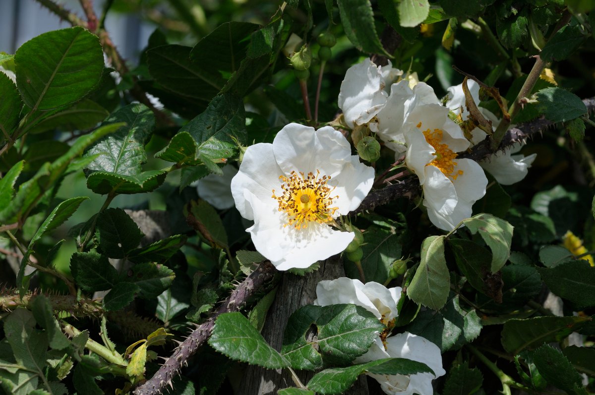 Image of Rosa maximowicziana specimen.
