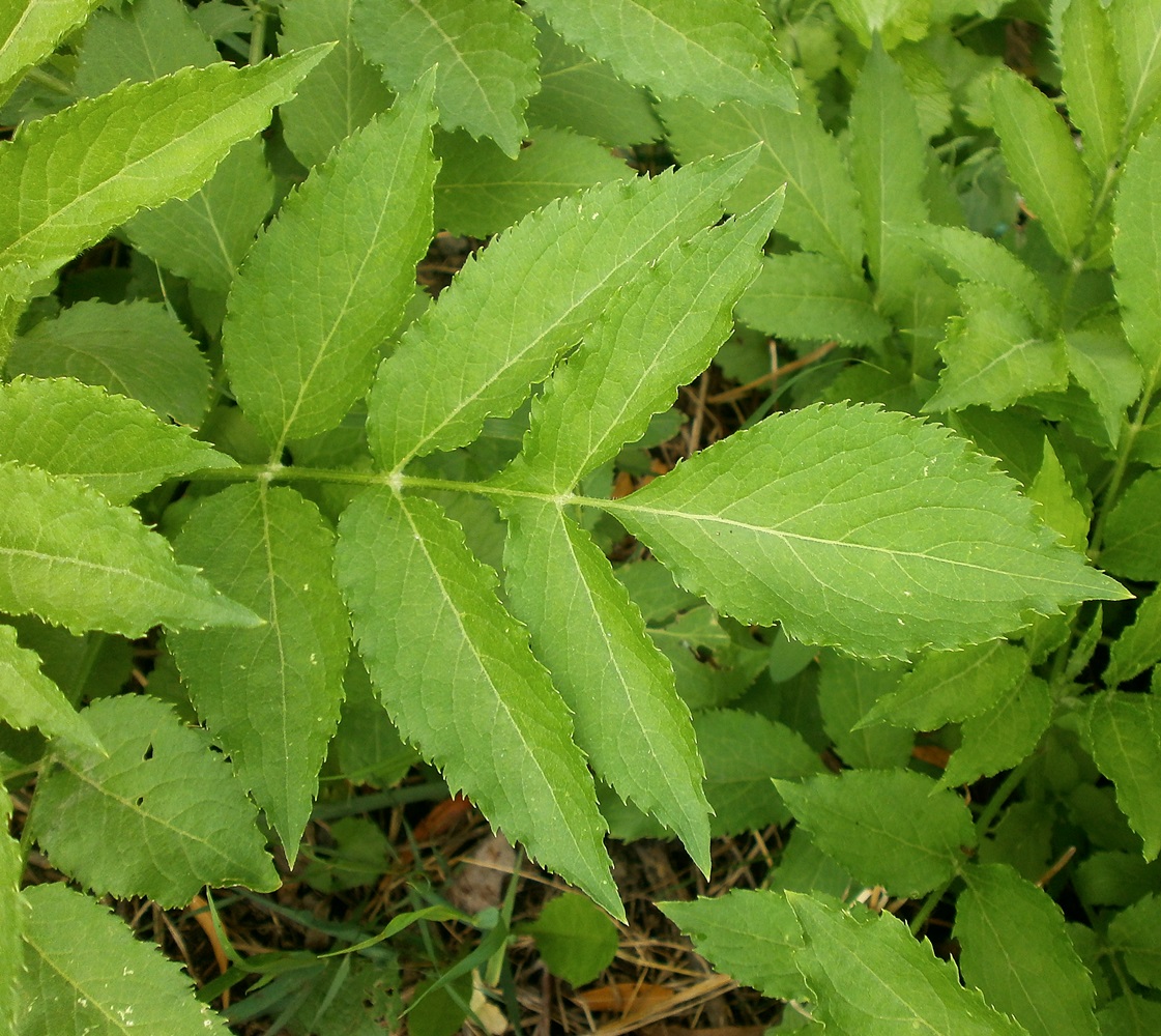 Изображение особи Sambucus ebulus.