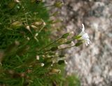 Minuartia taurica