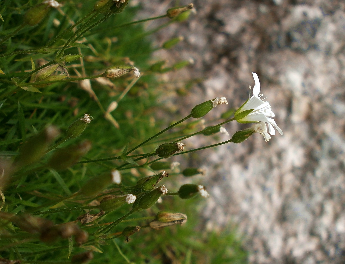 Image of Minuartia taurica specimen.