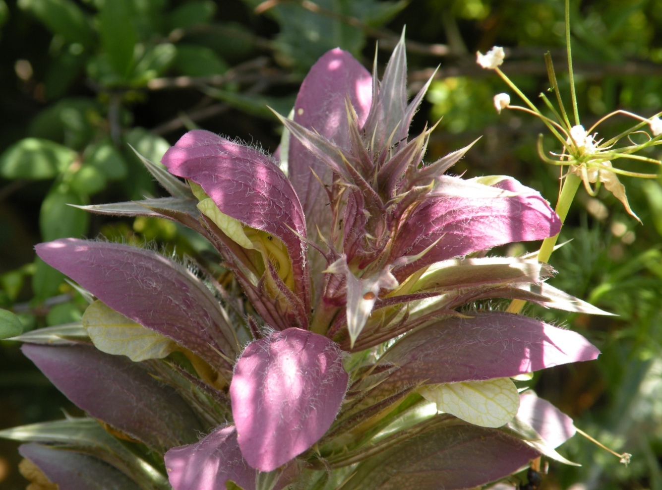 Image of Acanthus syriacus specimen.