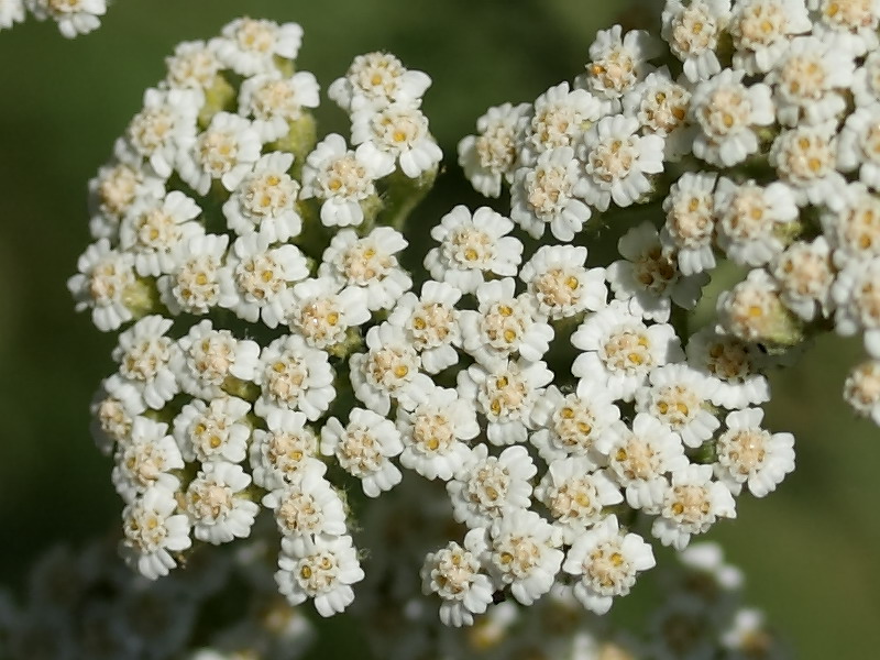 Image of Achillea nobilis specimen.