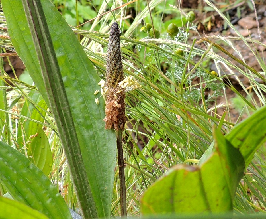 Image of Plantago lanceolata specimen.