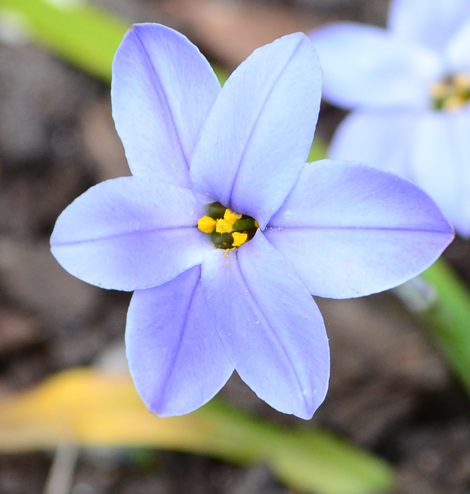 Image of Ipheion uniflorum specimen.