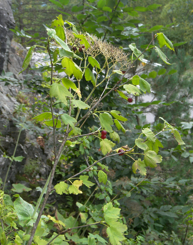 Изображение особи Ribes alpinum.