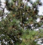 Pinus ponderosa