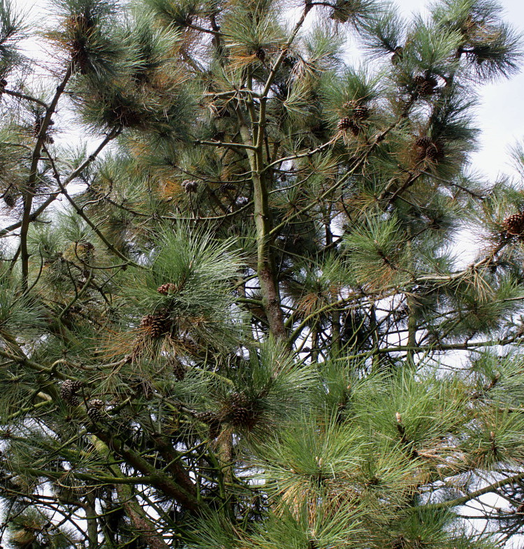 Изображение особи Pinus ponderosa.