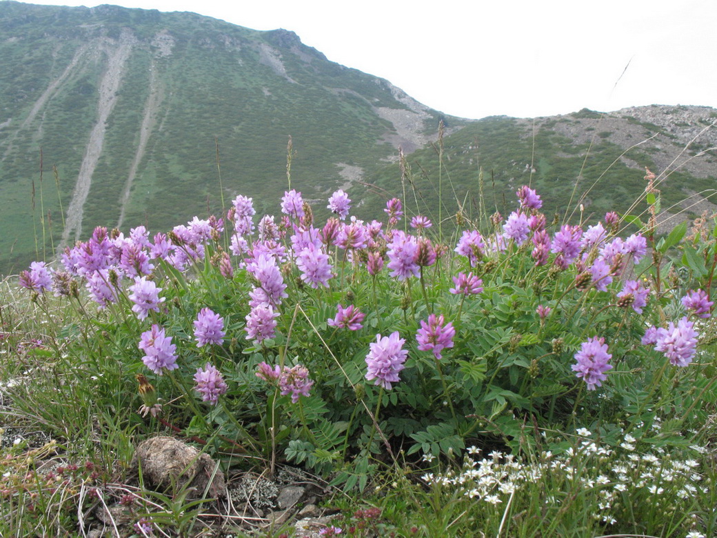 Изображение особи Astragalus hemiphaca.