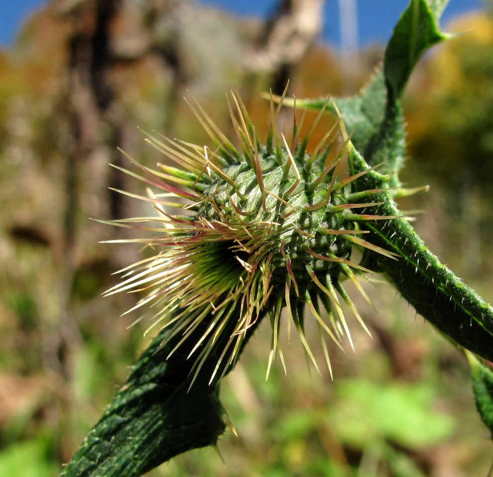 Изображение особи род Cirsium.