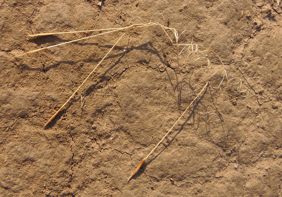 Image of Stipa capillata specimen.