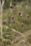 Allium rotundum