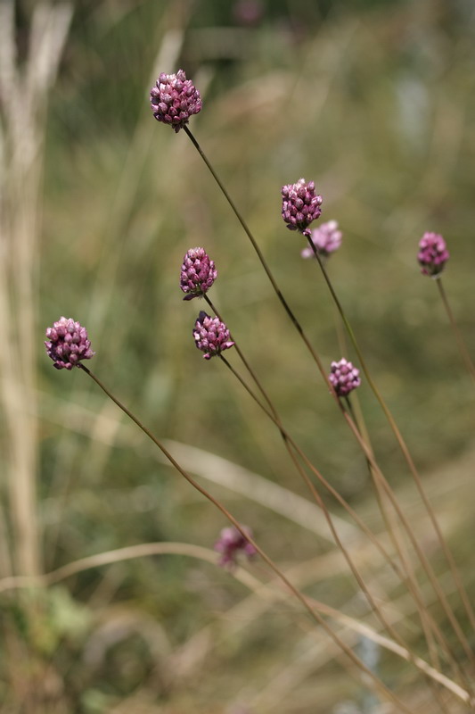 Image of Allium rotundum specimen.