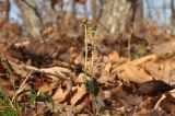 Chimaphila japonica. Плодоносящее и вегетирующее растения. Приморский край, Уссурийский р-н, окр. с. Монакино, широколиственный лес на склоне сопки. 21.10.2014.