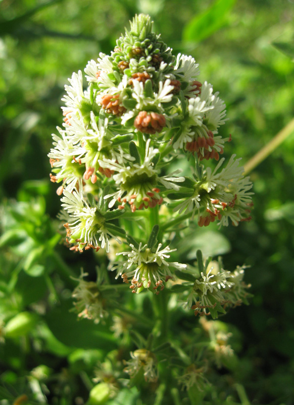 Image of Reseda odorata specimen.