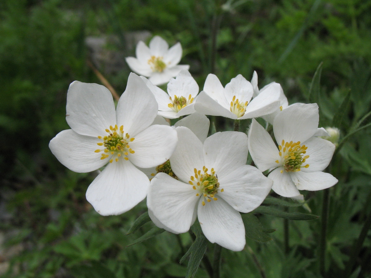 Изображение особи Anemonastrum protractum.