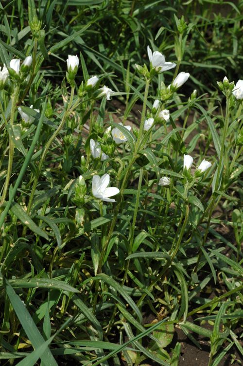 Изображение особи Cerastium bungeanum.