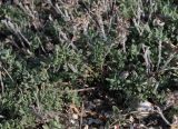 Thymus × littoralis. Отплодоносившие растения. Крым, Арабатская стрелка, степь на ракушечнике. 25.07.2009.