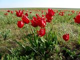 Tulipa suaveolens