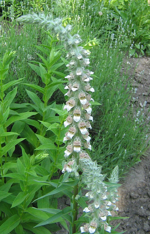 Изображение особи Digitalis lanata.