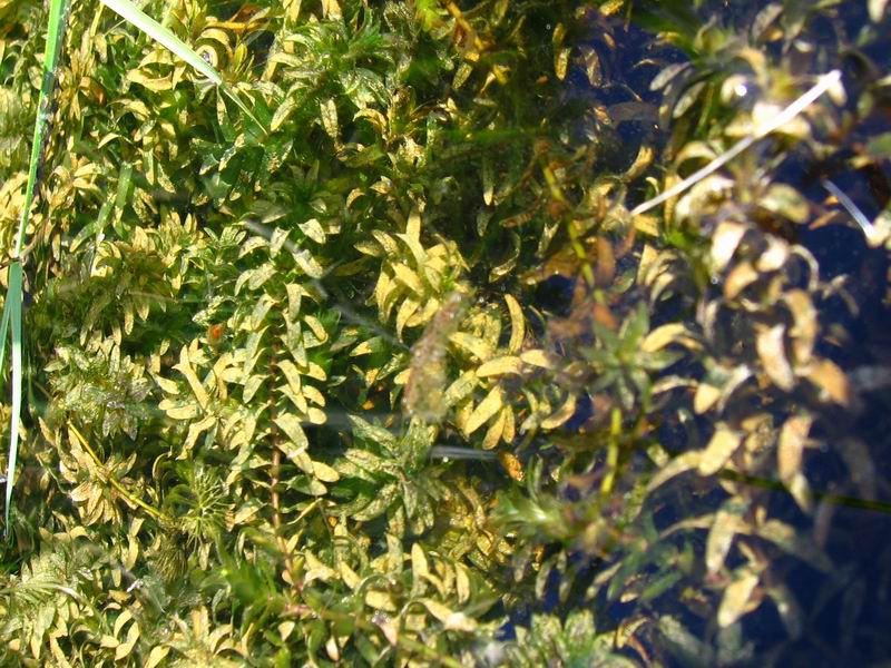 Image of Elodea canadensis specimen.