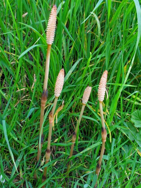 Изображение особи Equisetum arvense.