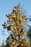 Solidago virgaurea. Верхушка плодоносящего растения. Новосибирская обл., Мошковский р-н, обрывистый берег р. Обь, луг. 11.09.2009.