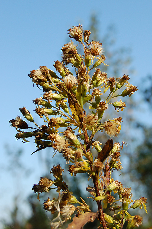 Image of Solidago virgaurea specimen.