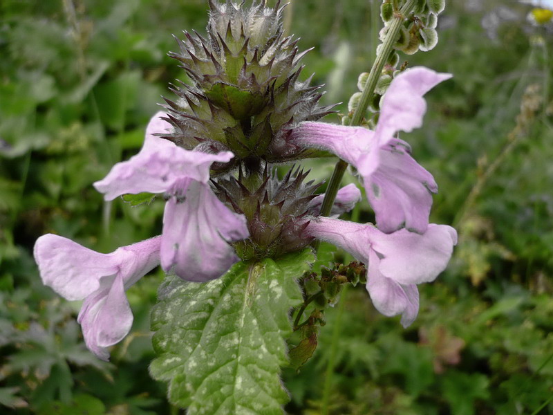 Image of Betonica macrantha specimen.