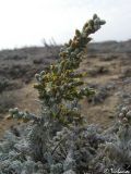 Artemisia lercheana