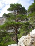 Pinus pityusa