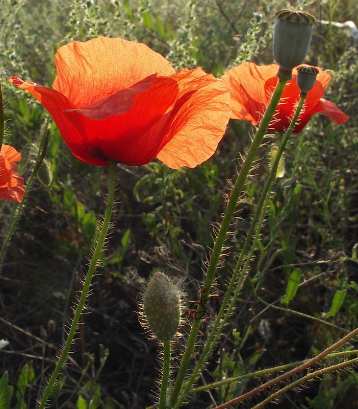 Изображение особи Papaver rhoeas.