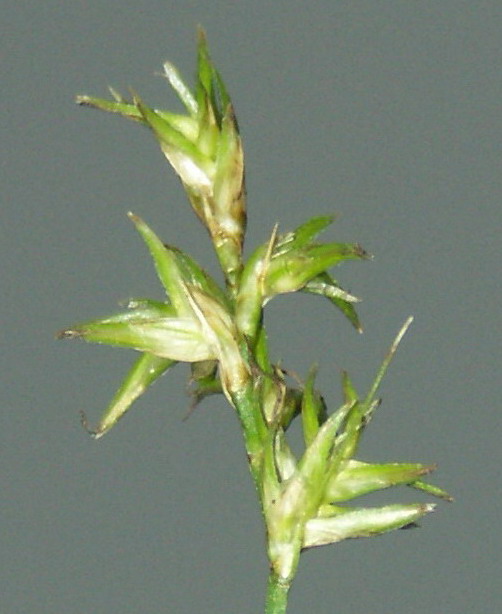 Image of Carex brizoides specimen.