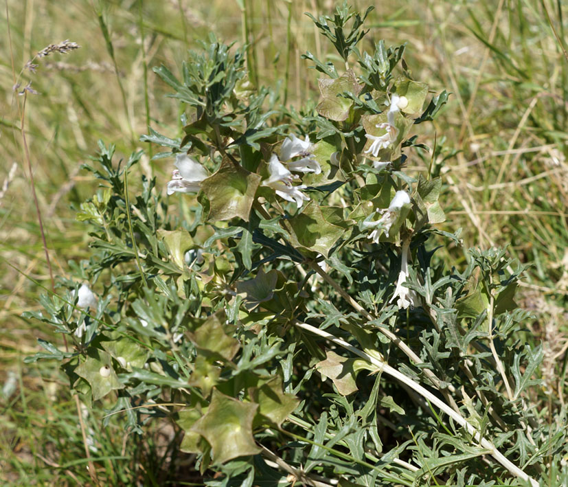 Изображение особи Lagochilus platycalyx.