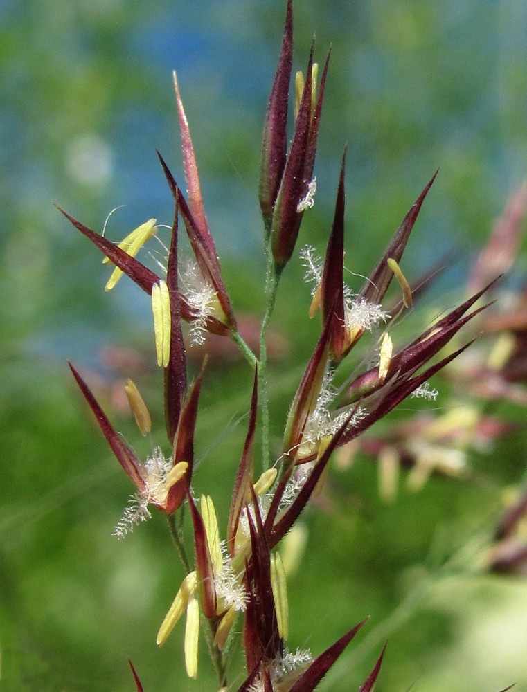 Image of Calamagrostis langsdorffii specimen.