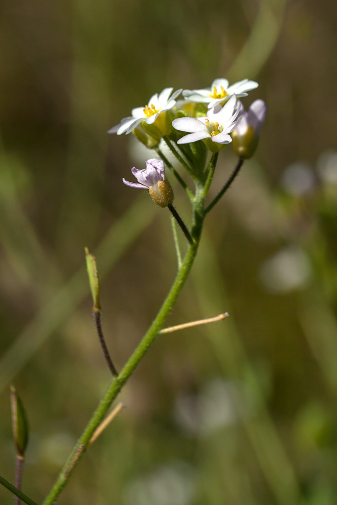 Image of Berteroa mutabilis specimen.