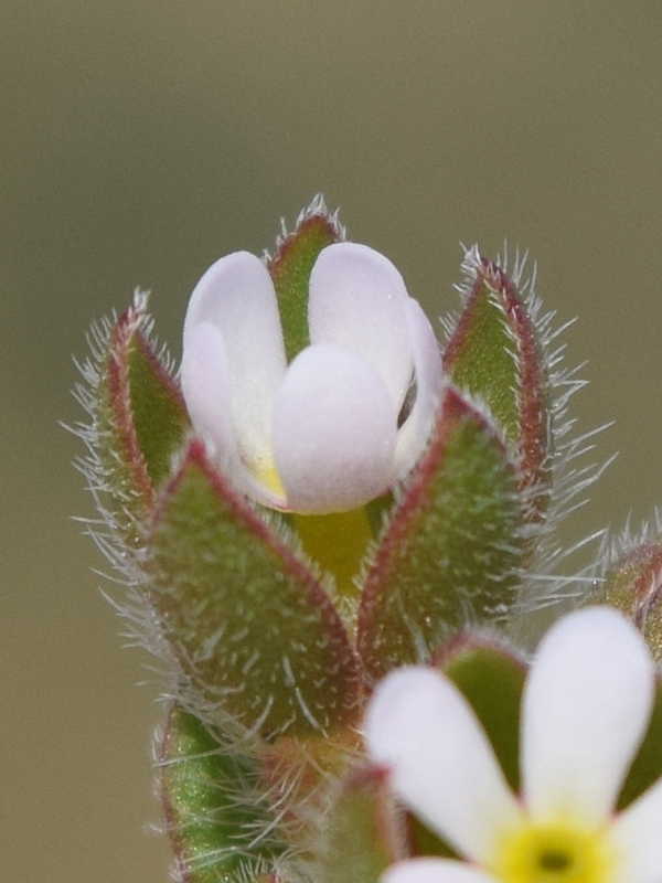 Image of Androsace maxima specimen.