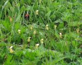 Cypripedium yatabeanum