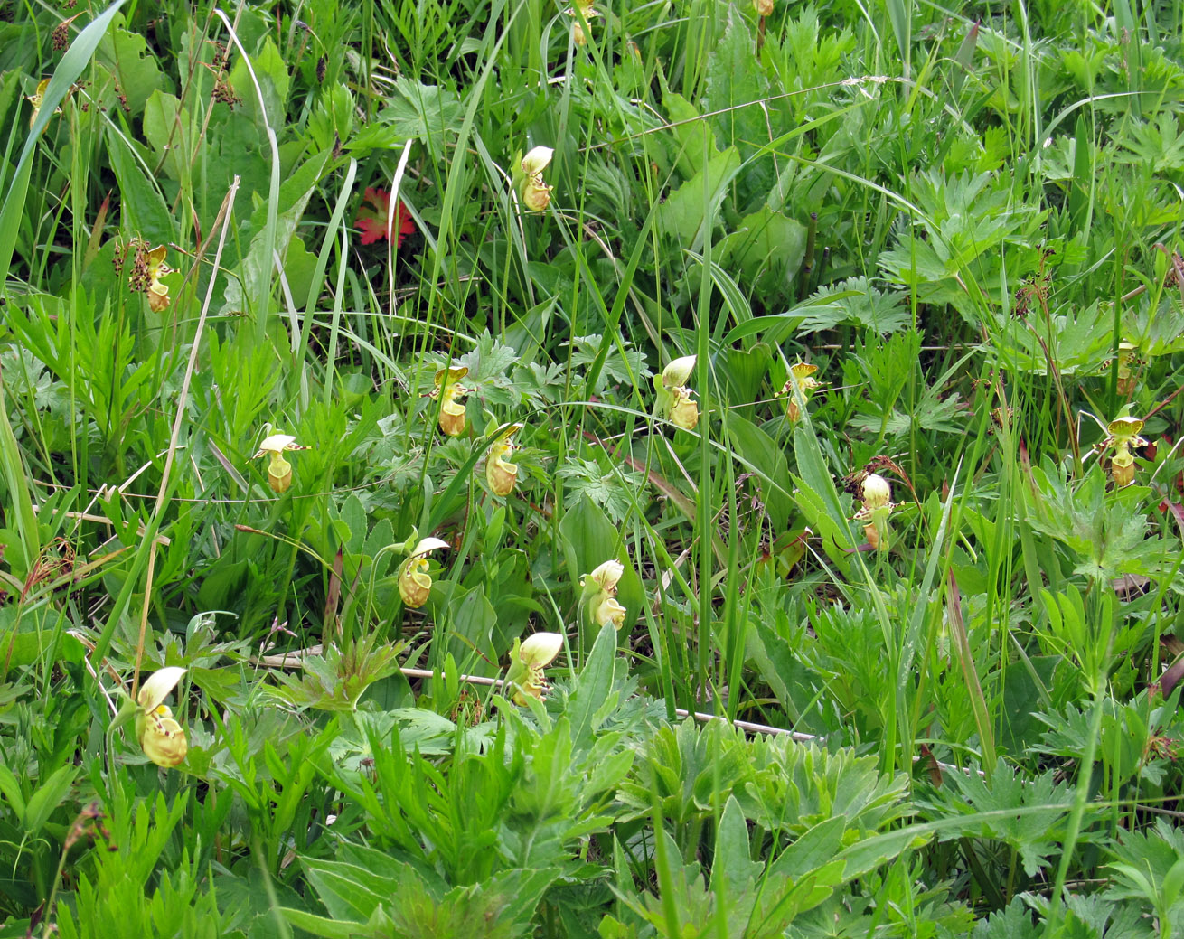 Изображение особи Cypripedium yatabeanum.